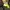 Caterpillar Casual Sneakers Pria tan photo 4