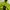 Gorpcore Puffer jacket Pria green gray photo 2
