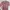 Rose Cardigan Sailor Impor