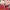 Gucci Casual Bags & purse Wanita red photo 3