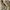 Dirk Bikkembergs Casual Boots Pria brown photo 5