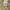 Schott NYC Y2K Avant Garde Casual pants Pria khaki photo 4