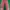 Chinos Longpants Dickies Merah Bata (Stretch) photo 1