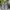 Adidas Sportswear Sneakers Pria gray photo 3