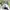 Nike Streetwear Sportswear Sneakers Wanita silver green photo 5