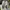 Adidas Sportswear Sneakers Pria white photo 5