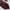 DASI LUXURY FLAMBOYANT ORIGINAL photo 3
