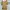 Zara Coquette Minimalist Babydoll dress Wanita gold tan photo 3