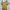 Zara Coquette Minimalist Babydoll dress Wanita gold tan photo 5