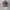 Spartans Realtree Camo photo 6