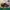Nike Vomero 5 Bred photo 1