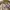 Good Day Streetwear Formal pants Pria cream tan photo 5