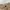 Good Day Streetwear Formal pants Pria cream tan photo 3
