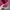 Casual Windbreaker Pria burgundy photo 3