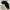 Dickies 874 black photo 1