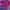 Phenix Vintage Sportswear Windbreaker Pria pink blue photo 3