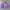 Phenix Vintage Sportswear Windbreaker Pria pink blue photo 4