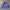 Phenix Vintage Sportswear Windbreaker Pria Pink Blue