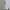 Sportswear Short Pria white photo 3
