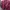 Muslim Kimono Wanita multicolor red photo 1