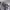 ARMY Camo Young photo 5
