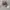 ARMY Camo Young photo 1