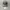 ARMY Camo Young photo 6