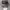ARMY Camo Young photo 2