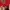Hodie Jordan Bulss red photo 4