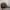 Jeep Grunge Biker Hat Pria brown photo 3