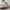 Adidas Campus 00s Ice Cream White photo 2