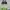 Sportswear Bralette Wanita Green Black