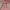 Mini Dress Floral Terracotta
