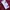 K-Swiss Vintage Indie Polo shirt Pria burgundy photo 4