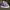 CONVERSE CT 70s HIGH X GOLF LE FLEUR QUILTED VELVET photo 2