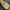 Vintage Casual Pria gold photo 3