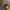 Vintage Casual Pria gold photo 6