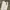 Fatigue Corduroy Pants Gramicci white photo 3