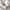 McGregor Biker Casual Harrington jacket Pria cream photo 5