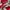 ADIDAS LIVERPOOL (E14799) photo 6
