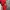 Descente Windbreaker Pria red photo 5