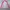 Adidas Casual Windbreaker Wanita pink photo 2