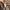 Harington Jacket Maroon photo 7