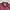 Harington Jacket Maroon photo 4