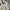 Beanpole Minimalist Casual Harrington jacket Pria cream photo 2