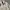 Beanpole Minimalist Casual Harrington Jacket Pria Cream