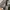 Blackyak Sportswear Tracksuit Pria brown black photo 4
