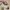 Longchamp Casual Crossbody Bag Wanita khaki black photo 1