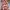 Dress nude red floral photo 2