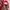 Authentic redchili  photo 4